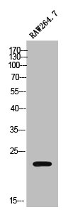 MOB3C Antibody
