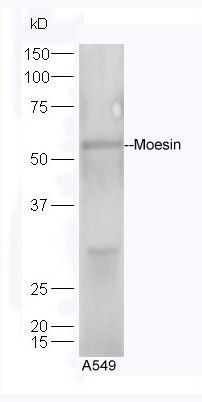 Moesin Rabbit Polyclonal Antibody