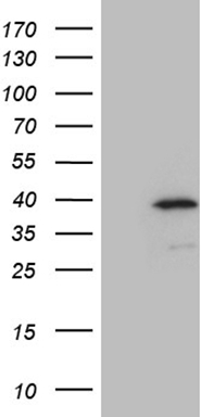 Mohawk homeobox Antibody