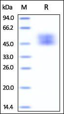 Cynomolgus / Rhesus macaque B7-1 Protein, His Tag