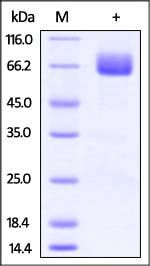 Cynomolgus / Rhesus macaque B7-1 Protein, Fc Tag