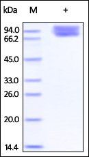 Cynomolgus / Rhesus macaque B7-2 Protein, Fc Tag