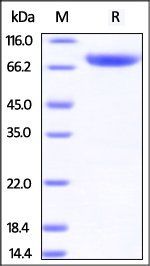 Rhesus macaque CD4 Protein, Fc Tag