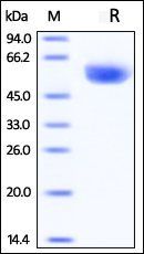 Rhesus macaque CD4 Protein, His Tag
