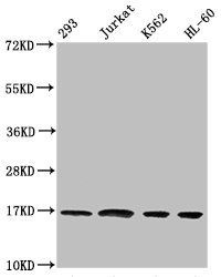 Mono-methyl-HIST1H3A (K36) Antibody