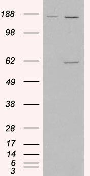 Goat anti-Monoamine Oxidase A Antibody
