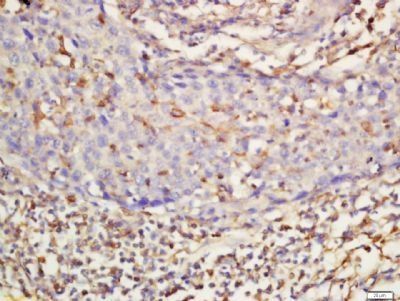 MOCOS Rabbit Polyclonal Antibody