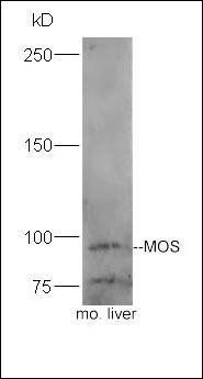 MOCOS Rabbit Polyclonal Antibody
