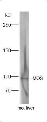 MOCOS Rabbit Polyclonal Antibody