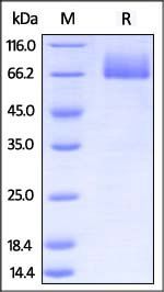 Mouse B7-2 Protein, Fc Tag