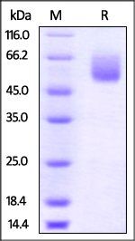Mouse CD47 Protein, Fc Tag