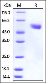 Mouse CTLA-4 Protein, Fc Tag