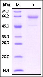 Mouse Glycophorin A Protein, Fc-His Tag