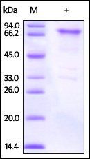 Mouse OX40 Protein, Fc Tag