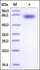 Mouse PD-1 Protein, Fc Tag