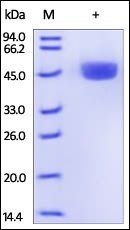 Mouse RENIN Protein, His Tag