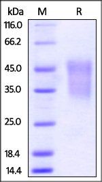 Mouse TIM-3 Protein, His Tag