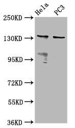 MOV10L1 Antibody