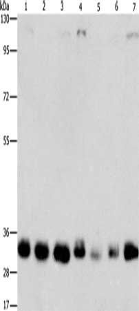 MPG Antibody