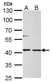 MPI Rabbit Polyclonal Antibody