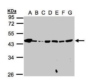 MPI Rabbit Polyclonal Antibody