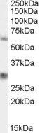 PALS2/VAM1/MPP6 Antibody