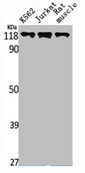 MPRIP Antibody