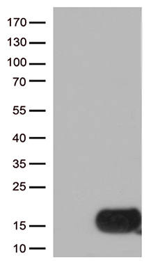TTK Antibody