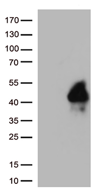 TTK Antibody