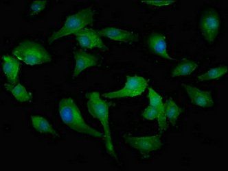 MPST Antibody