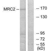 MRC2 Antibody