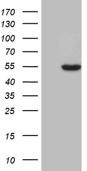 MRPL10 Antibody