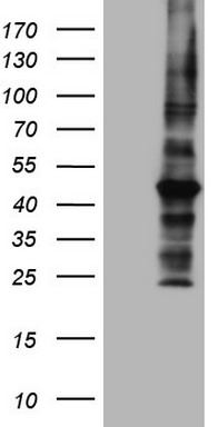 MRPL13 Antibody