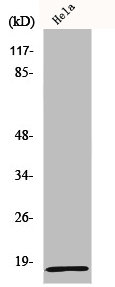 MRPL20 Antibody