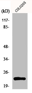 MRPL21 Antibody