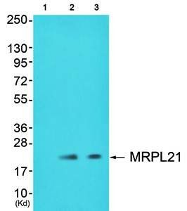 MRPL21 Antibody