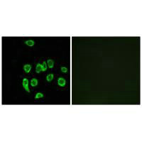 MRPL32 Antibody