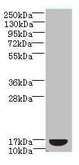 MRPL51 Antibody