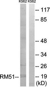 MRPL51 Antibody