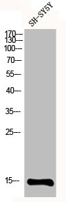 MRPS12 Antibody