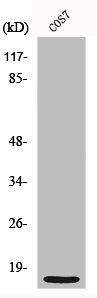 MRPS21 Antibody