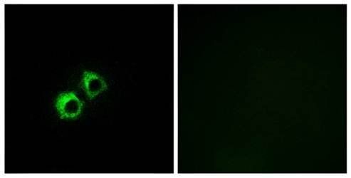MRPS21 Antibody