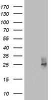 MRPS27 Antibody
