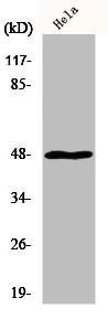 MRPS27 Antibody