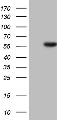 MRPS7 Antibody