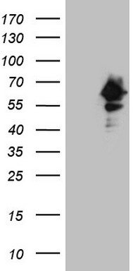 MRRF Antibody
