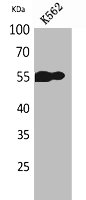 MS4A1 Antibody