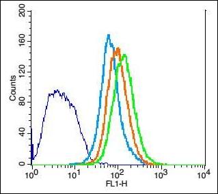 CD20L/MS4A3 Rabbit Polyclonal Antibody