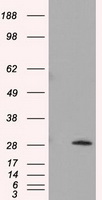 MSH2 Antibody