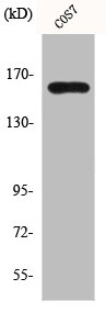 MSH6 Antibody